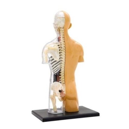 ŽMOGAUS KŪNO ANATOMIJOS MODELIS 5